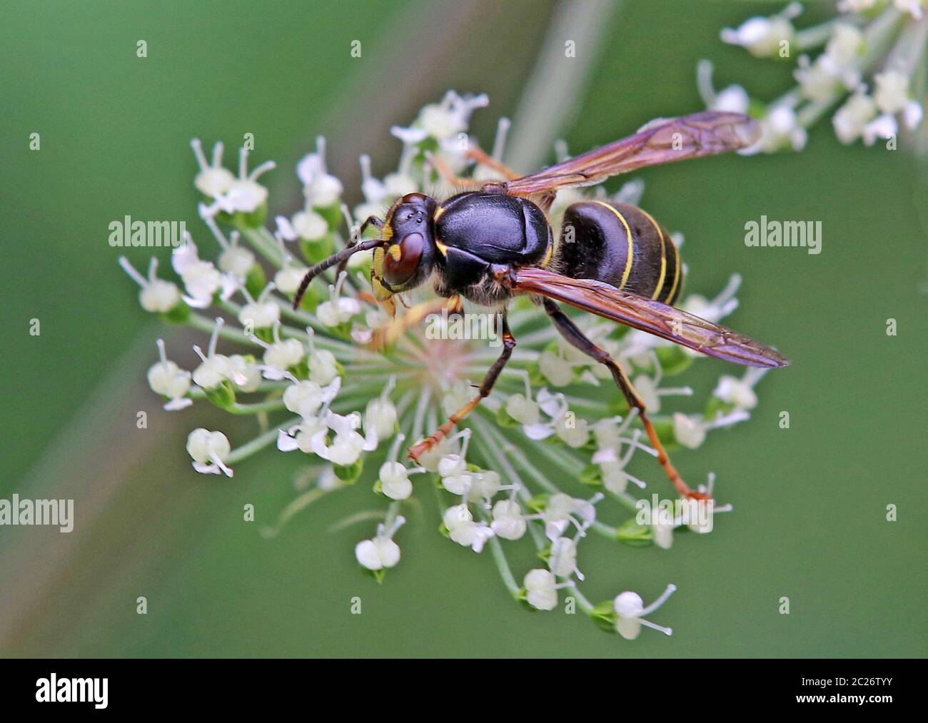 Macro Medium wasp Dolichovespula media Stock Photo