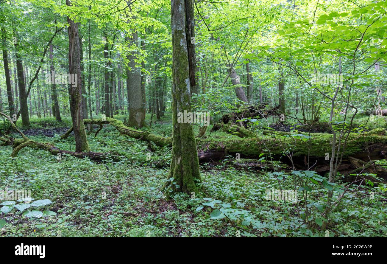 Group of old trees and broken one in old natural deciduous tree stand, Bialowieza Forest, Poland