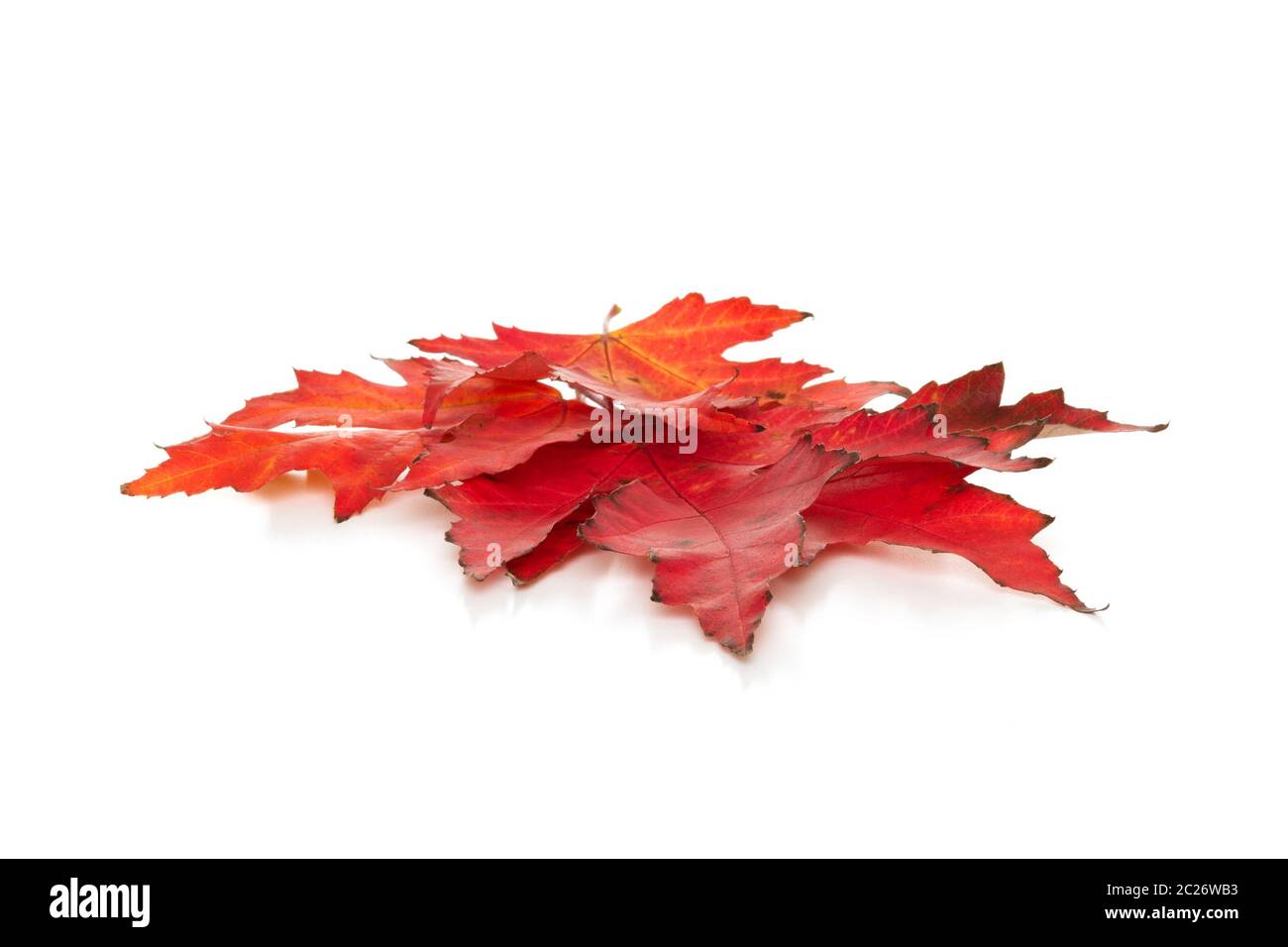 Colorful autumnal foliage isolated on a white background. Stock Photo