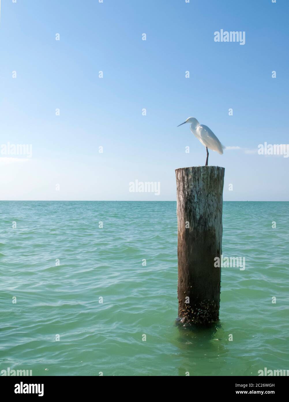 Bird on wood post Gulf of Mexico, Florida, USA Stock Photo