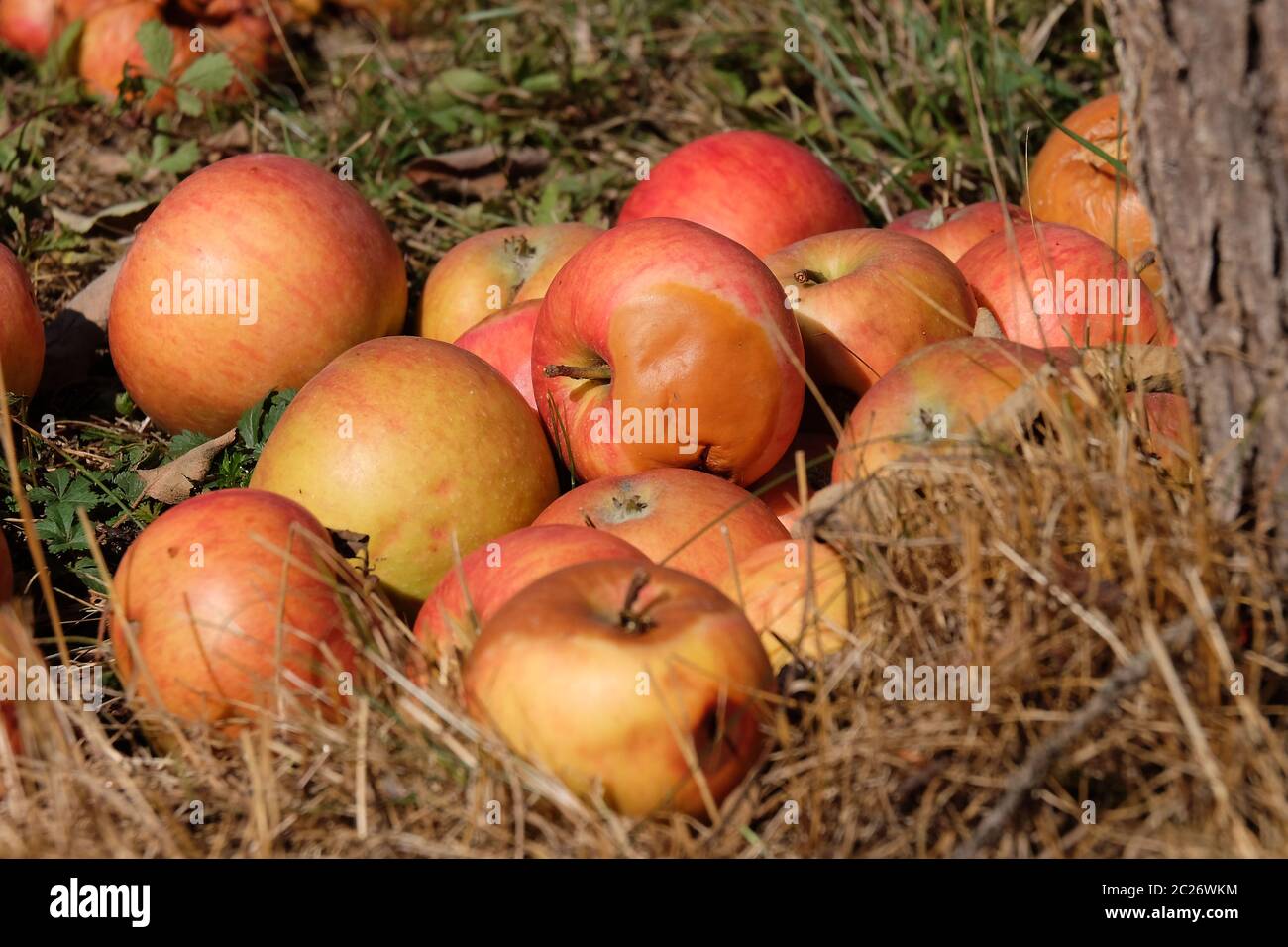Windfall tree hi-res stock photography and images - Alamy