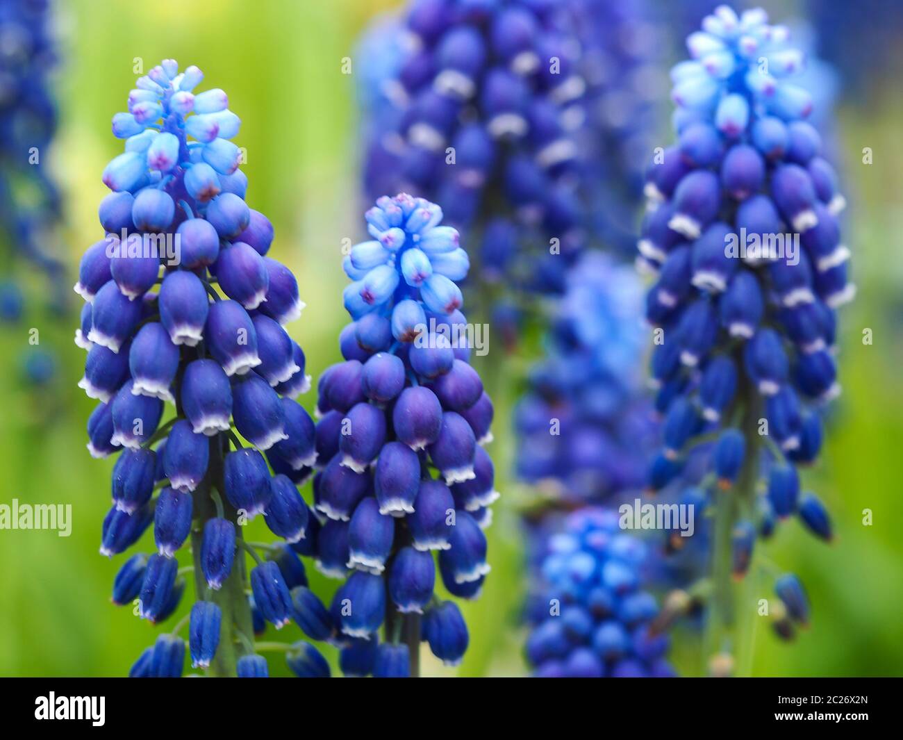 Pretty blue grape hyacinth flowers with white edges, Muscari 'Joyce Spirit' Stock Photo