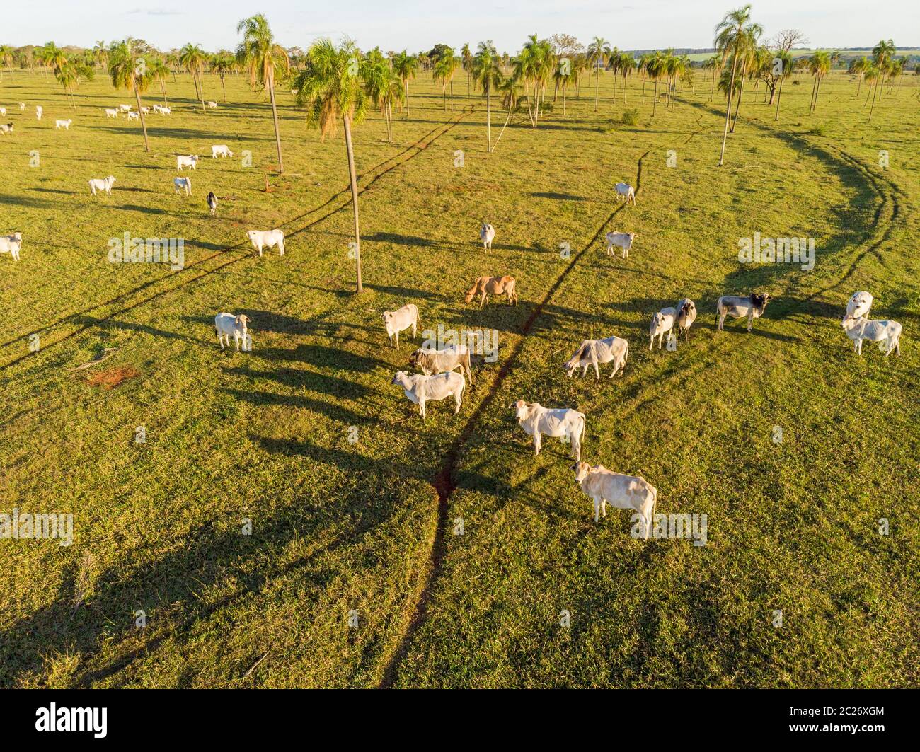 Livestock, cattle ranch Nelore Brazil Stock Photo Alamy