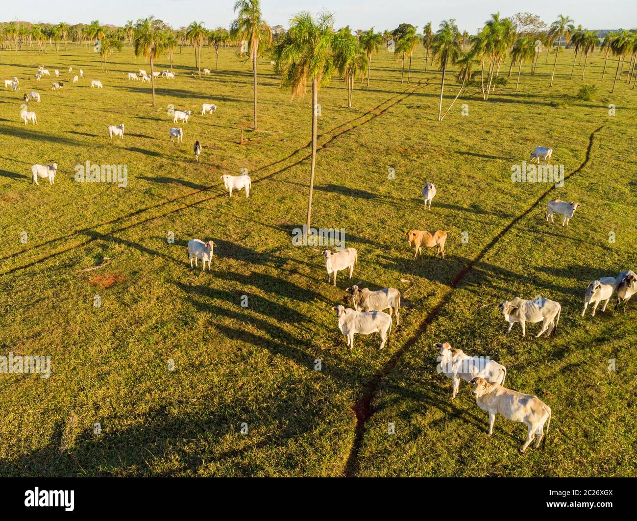Livestock, cattle ranch Nelore Brazil Stock Photo Alamy