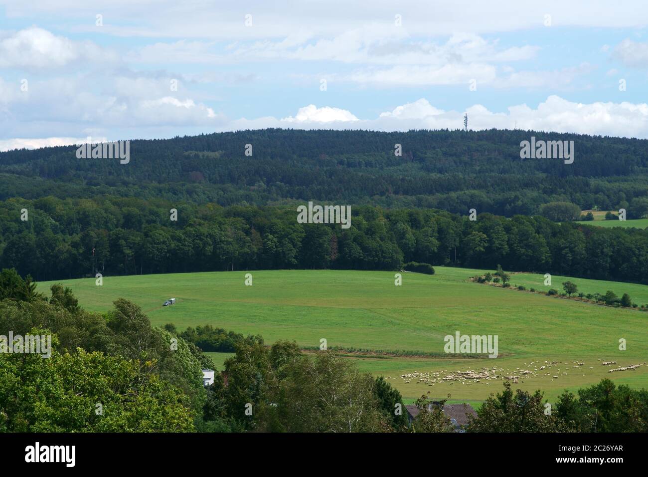 Sheep grazing in a valley in Taunusstein with mountains from the Taunus mountains in the background. Stock Photo