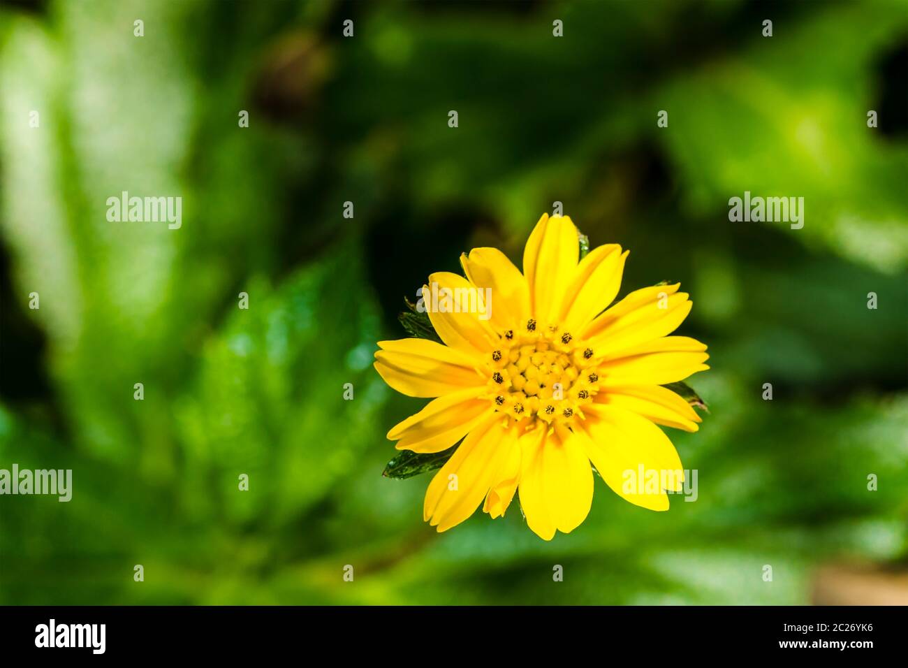 Beautiful Chinese Wedelia Flower. Wedelia is a flowering plant genus in the sunflower family Stock Photo