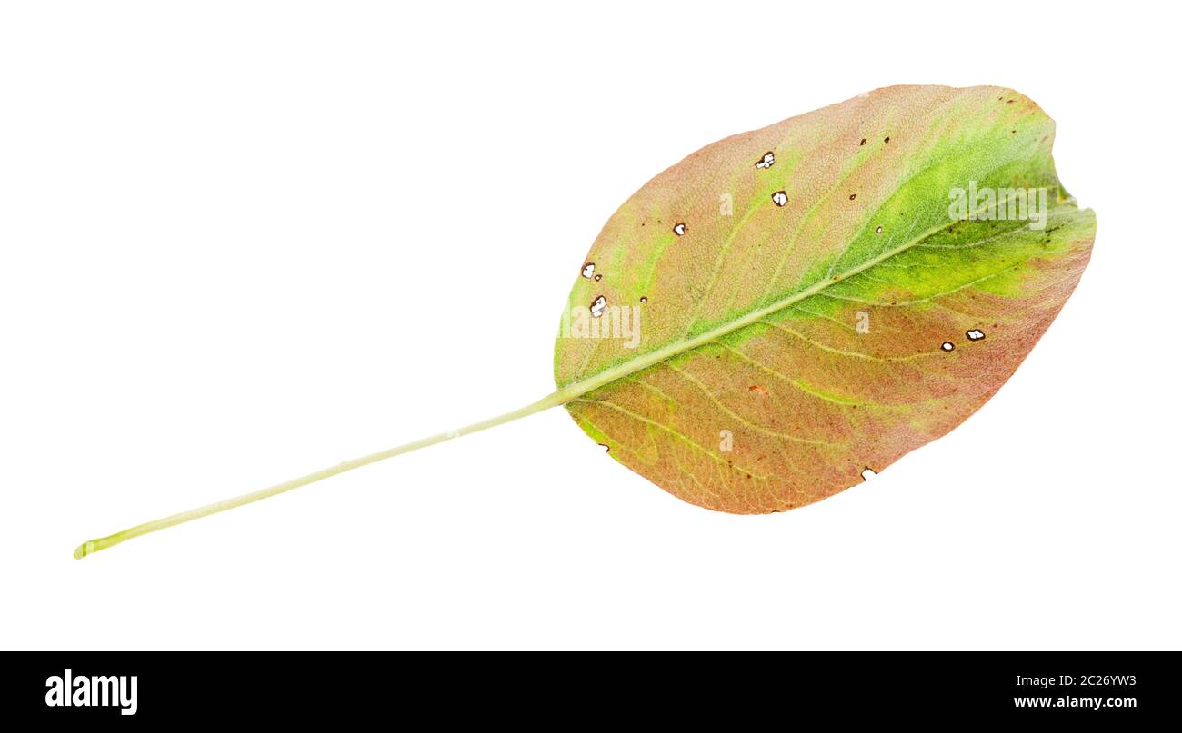yellowing green fallen leaf of pear tree isolated on white background Stock Photo