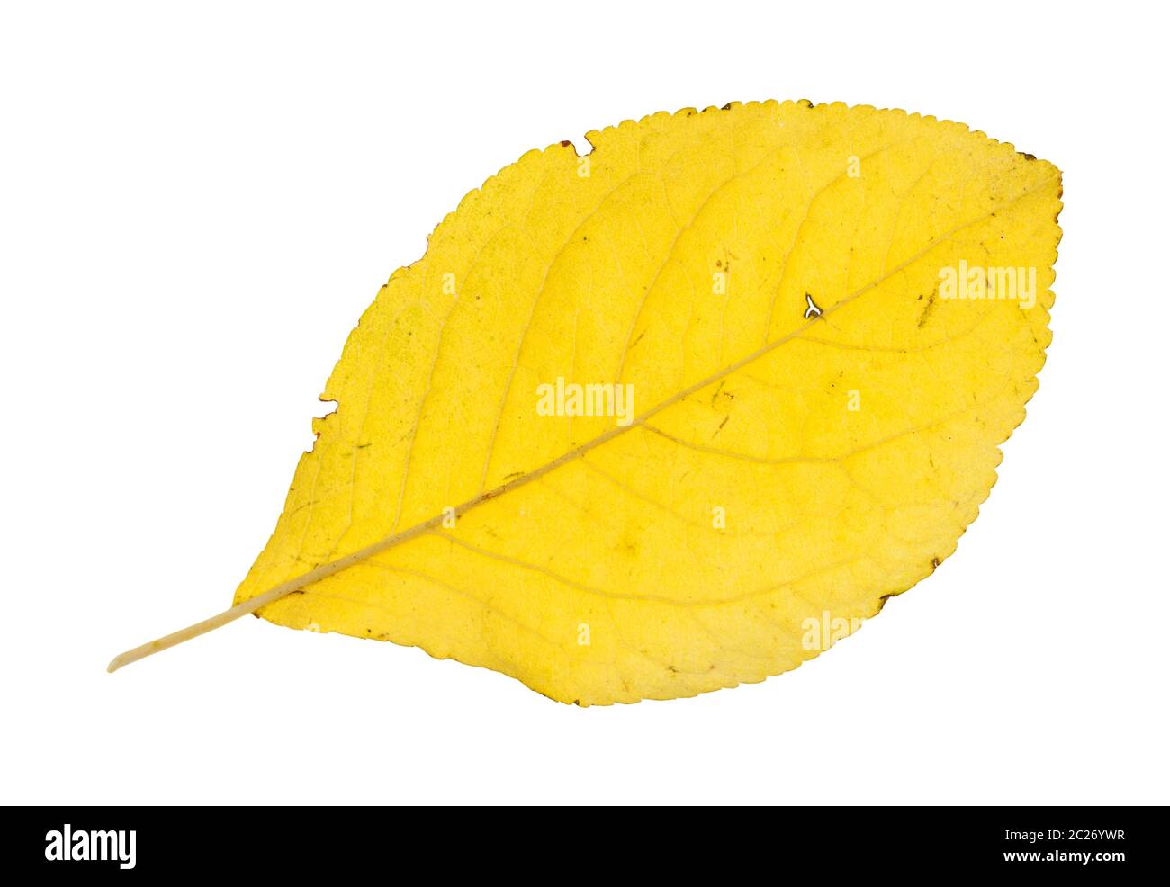 back side of fallen yellow leaf of plum tree isolated on white background Stock Photo