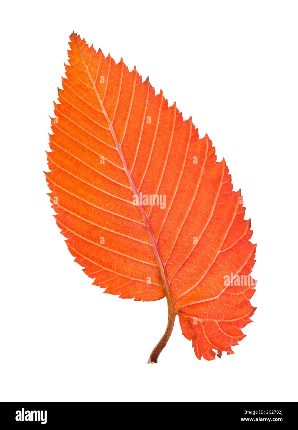 back side of orange and red fallen leaf of elm tree isolated on white background Stock Photo