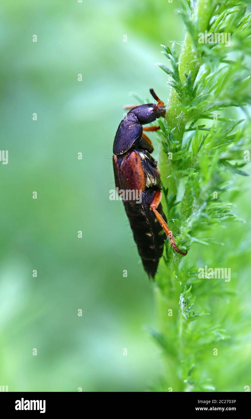 Imperial short-flyer Staphylinus caesareus Stock Photo