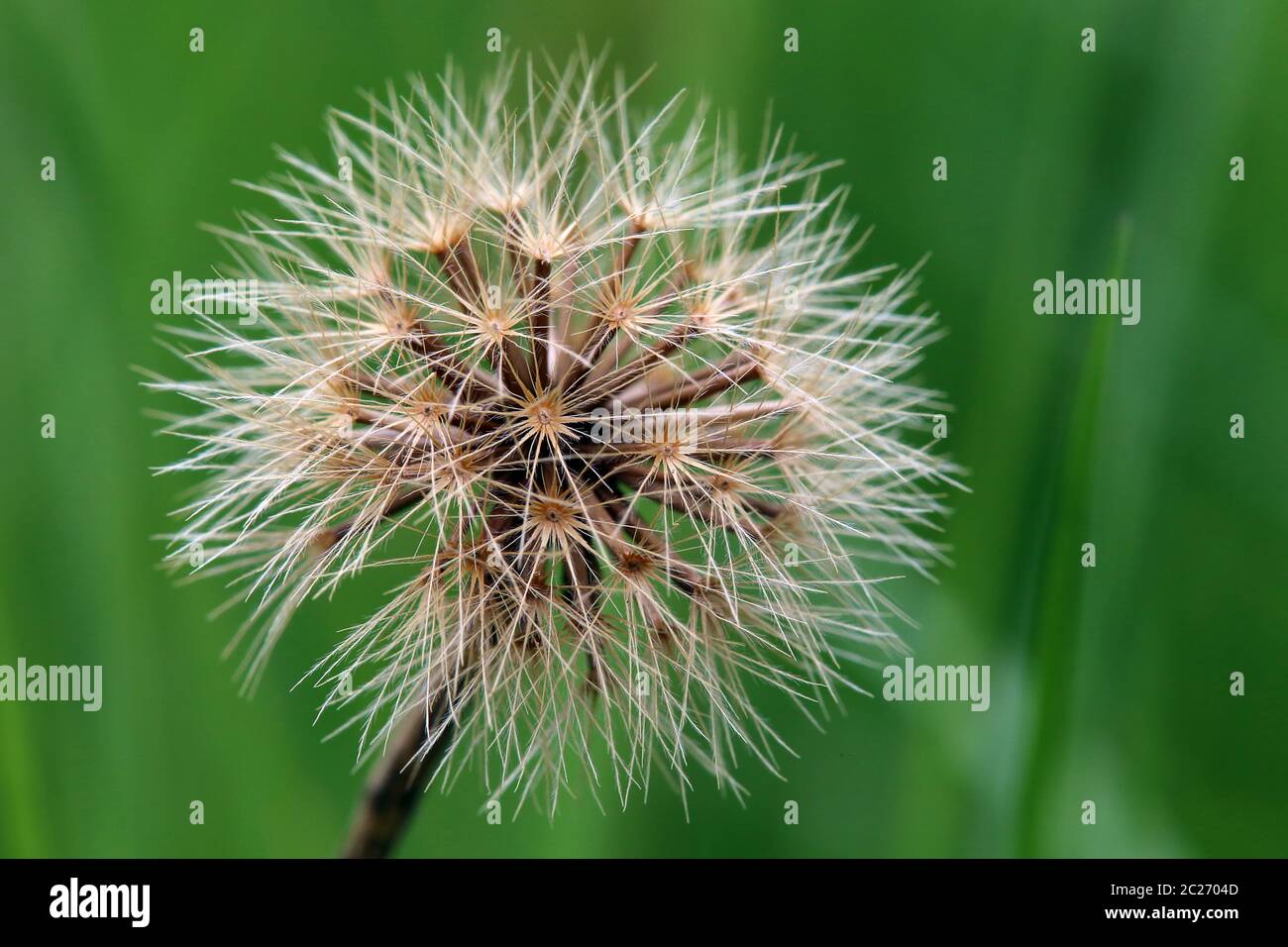 Fruit stand stiff-haired dandelion Leontodon hispidus Stock Photo