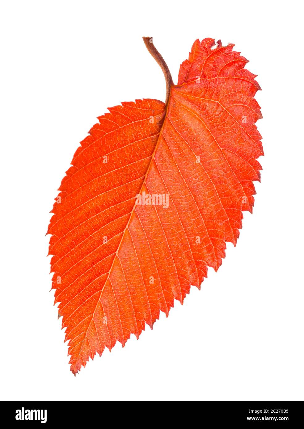 orange and red fallen leaf of elm tree isolated on white background Stock Photo