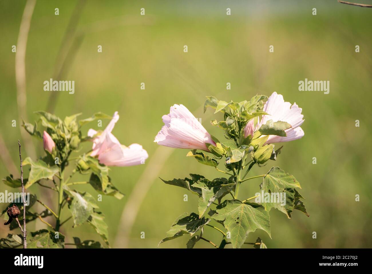 Wild pink flower on Mountain Hollyhock Kankakee Mallow Iliamna rivularis growing in the swamp of Myakka River State Park in Sarasota, Florida Stock Photo