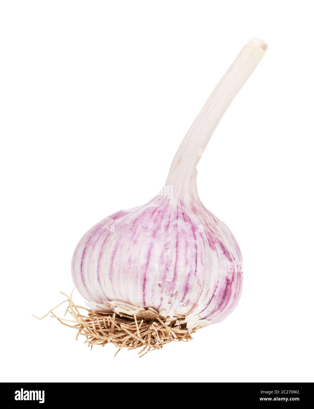 bulb with roots of fresh garlic isolated on white background Stock