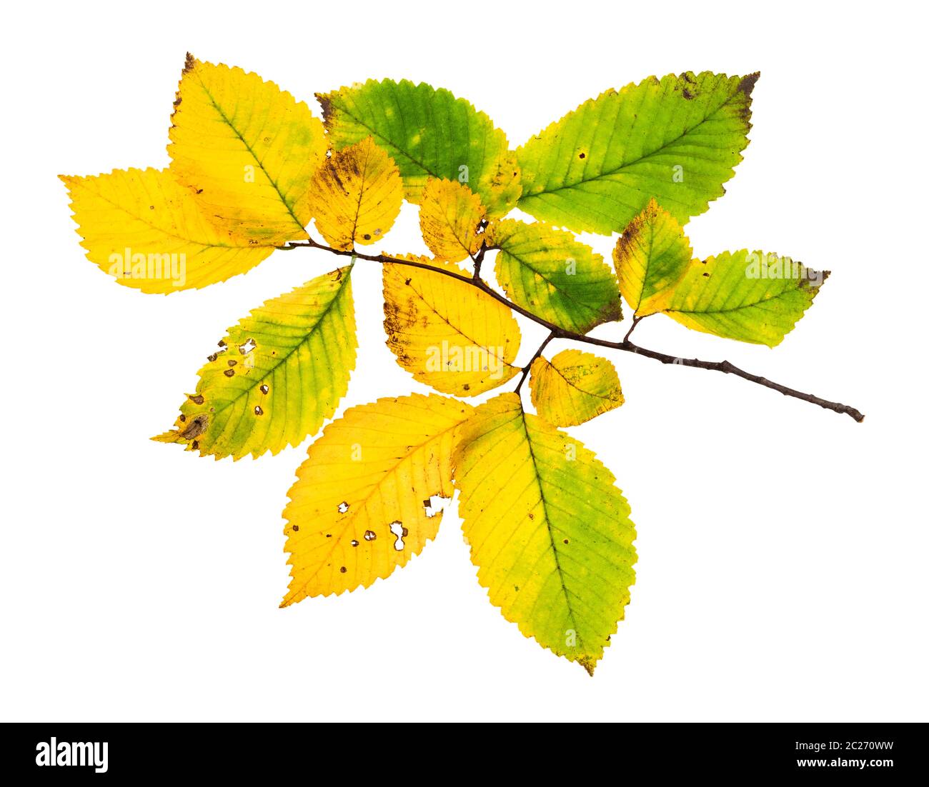 branch with yellowing leaves of elm tree in autumn isolated on white background Stock Photo