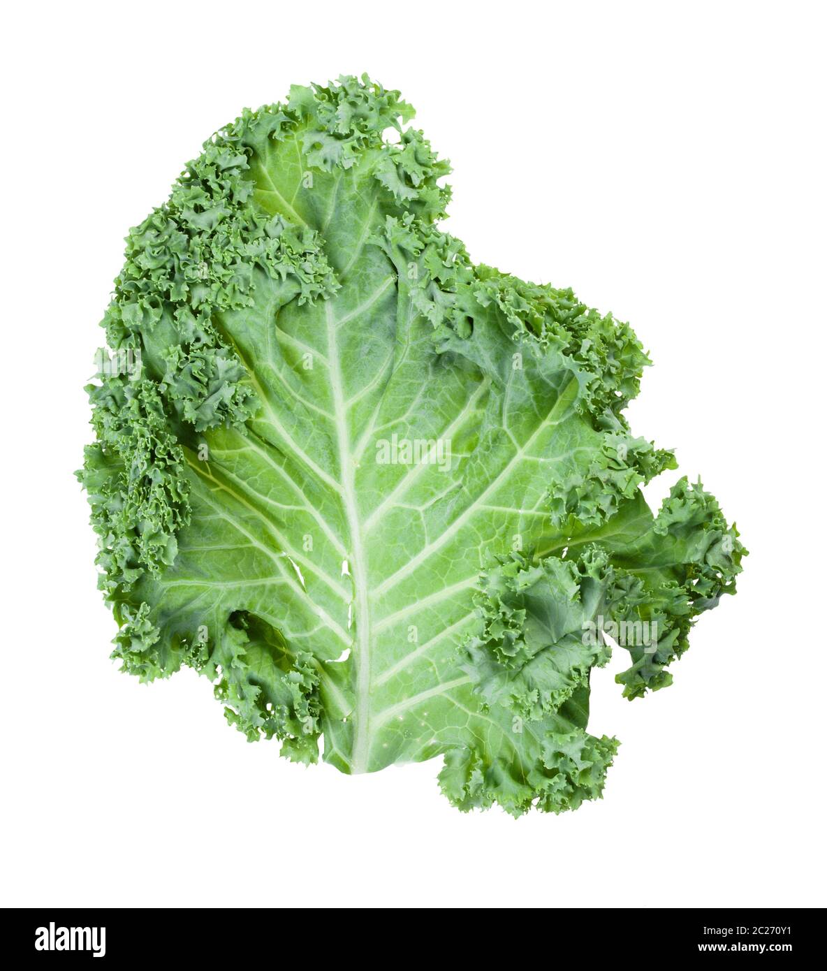fresh green leaf of curlyleaf kale