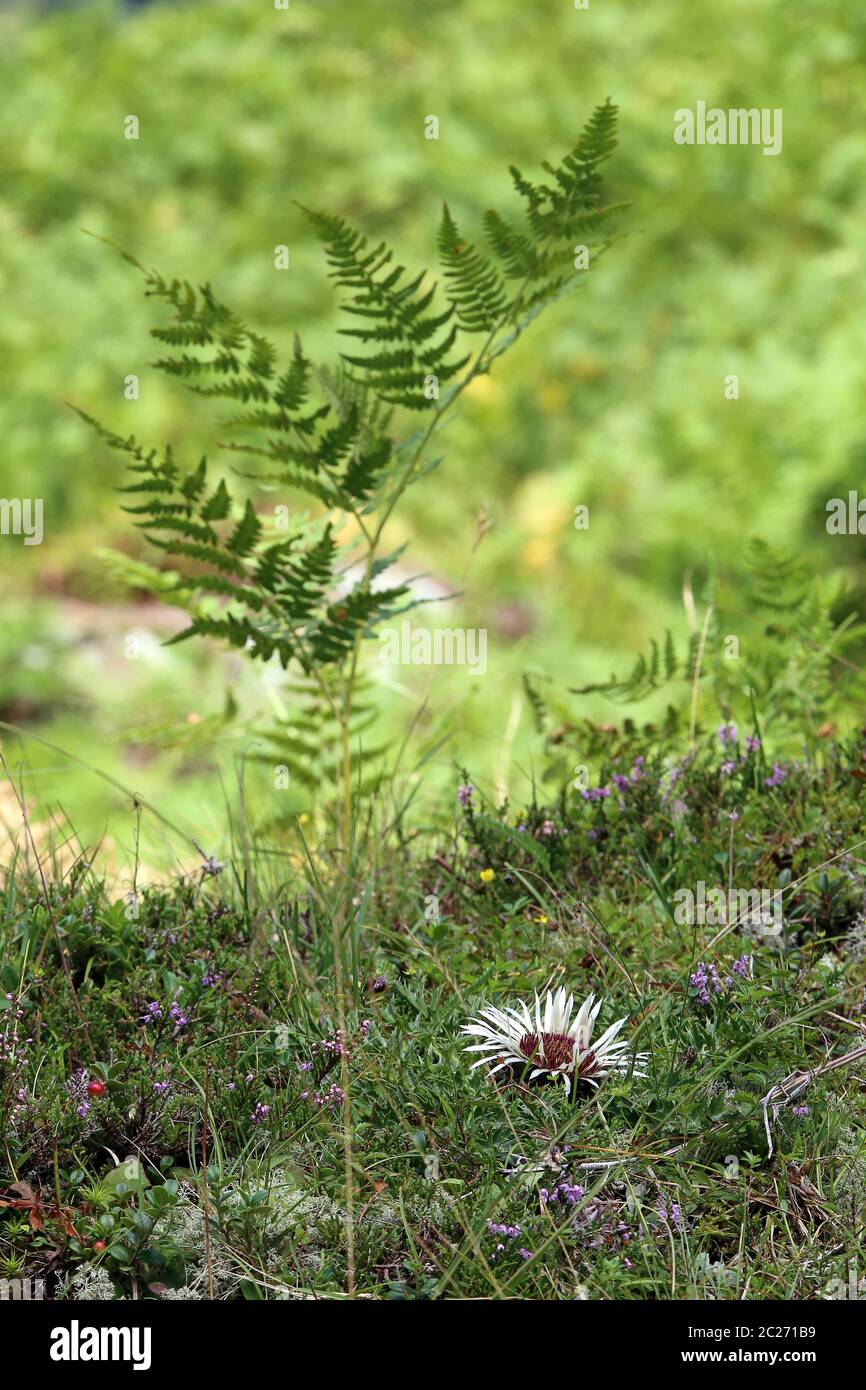 Silver thistle Carlina acaulis and fernfrs Stock Photo