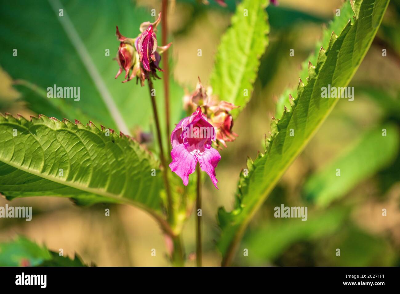 Indian balsam Stock Photo