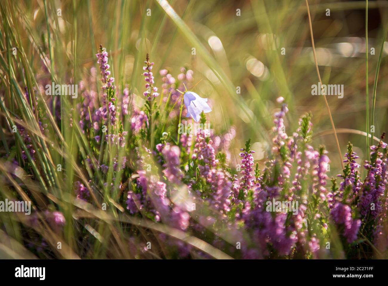 Broom heath Stock Photo