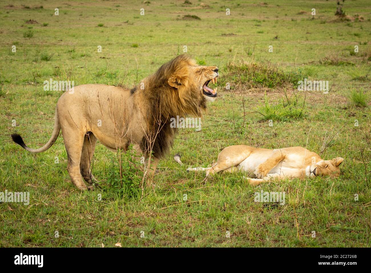 Male lion stands over lioness baring teeth Stock Photo