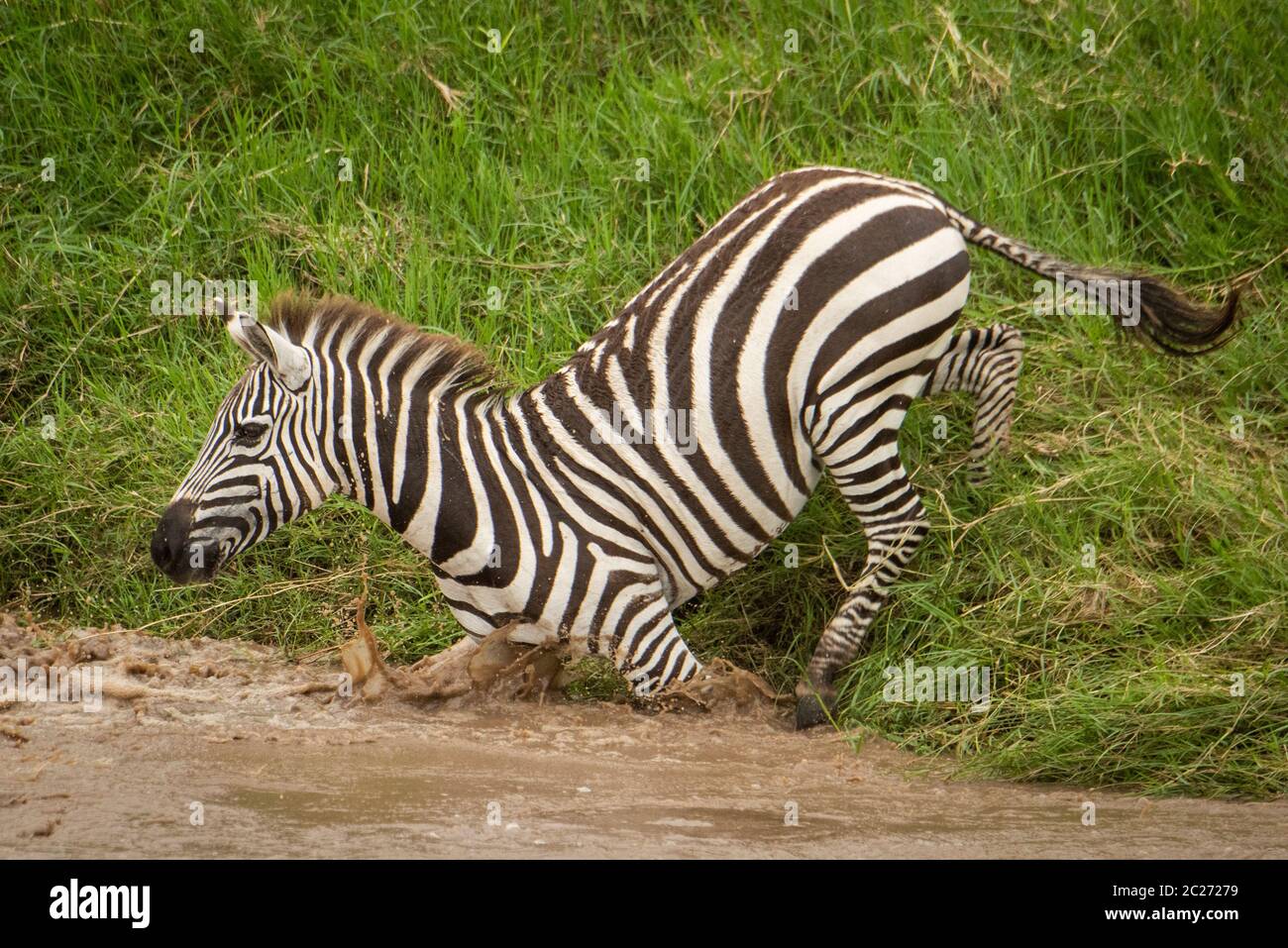 Plains zebra stumbles into river from bank Stock Photo