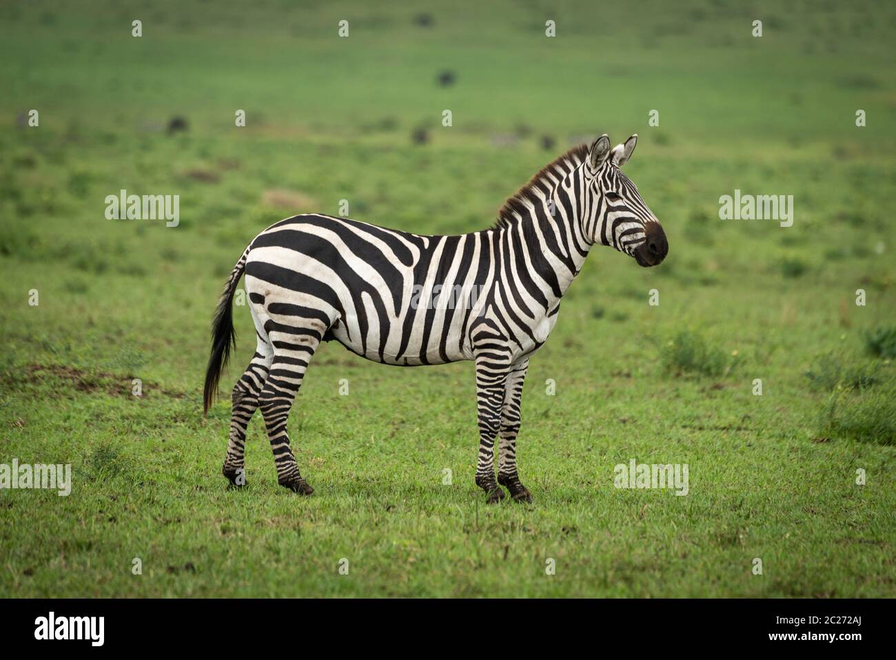 Plains zebra stands in grass in profile Stock Photo
