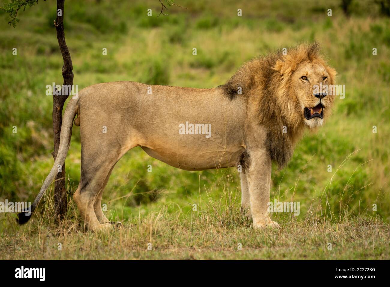 Male lion stands by tree turning head Stock Photo Alamy