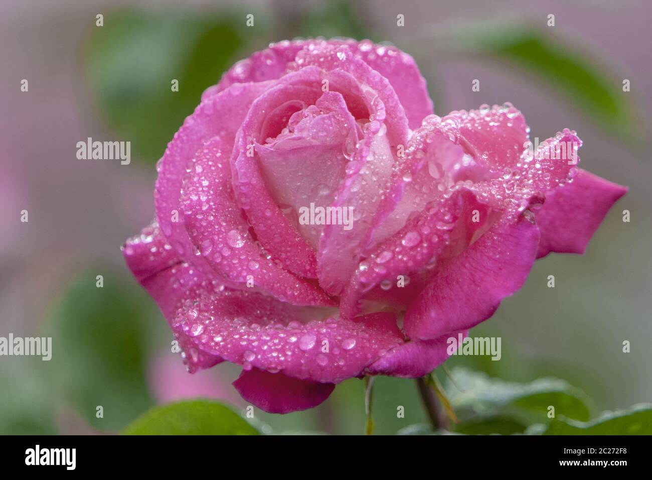 Rose (Rosa sp.) with raindrops Stock Photo