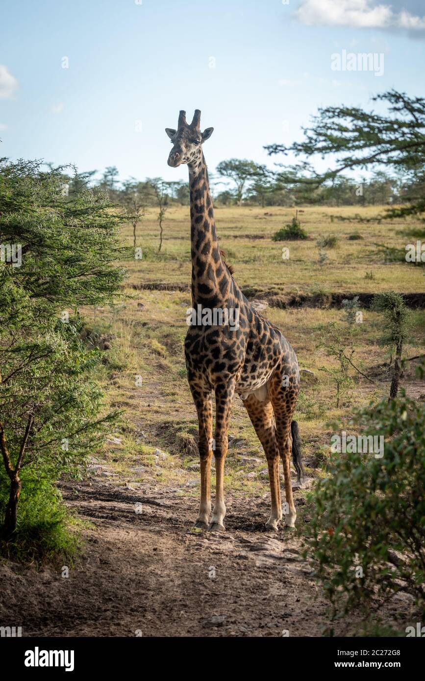 Masai giraffe stands on track between trees Stock Photo