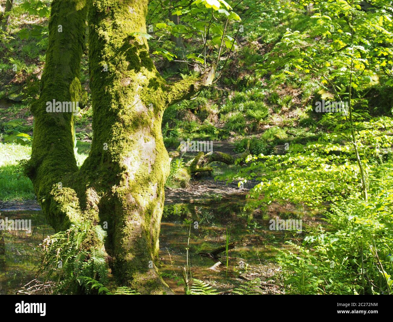 Dense marshy forest hi-res stock photography and images - Alamy