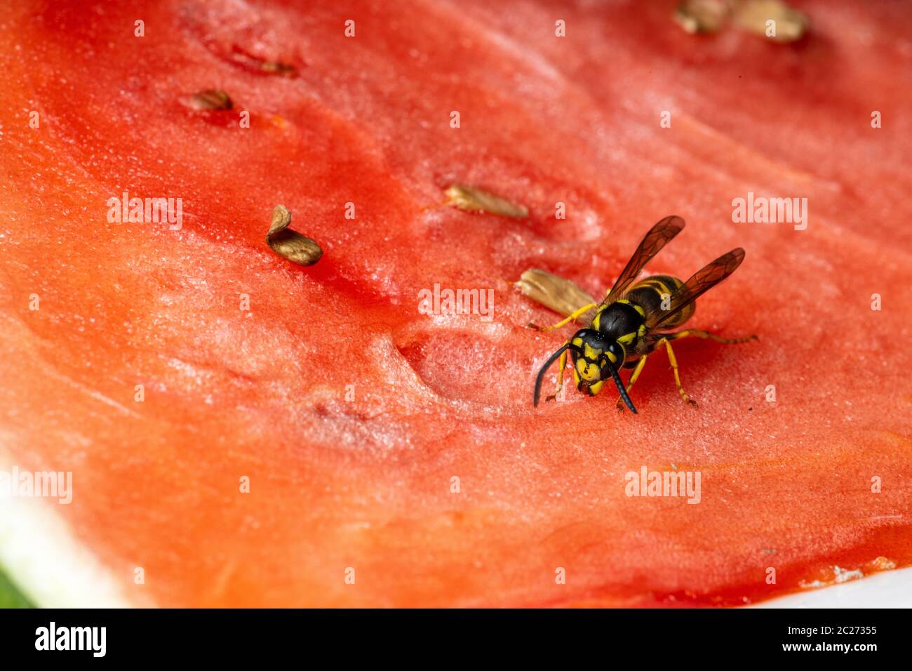 A Dangerous Wasp on Food Stock Photo