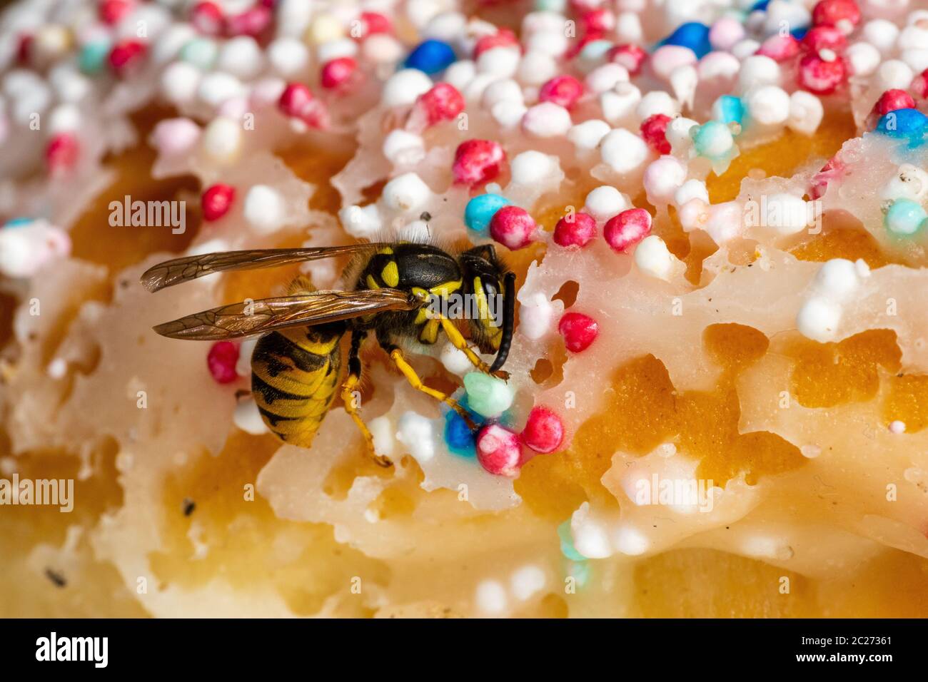 A Dangerous Wasp on Food Stock Photo