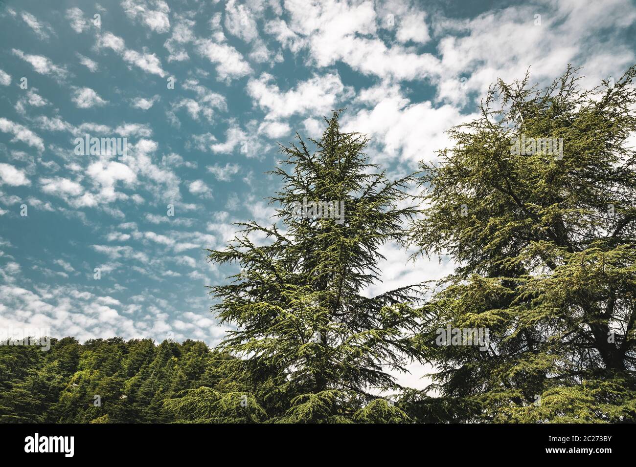 Amazing big cedar trees over beautiful cloudy sky background, endangered kind of evergreen trees, majestic nature of Lebanon, eco tourism Stock Photo