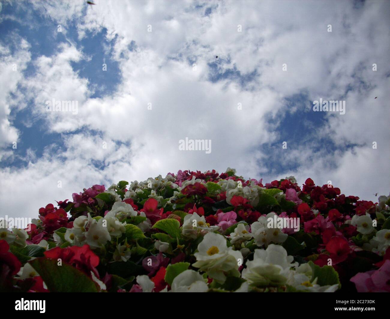 Looking up the face of a tower of mainly white, pink and red Begonia flowers with blue sky with white clouds as background. Stock Photo