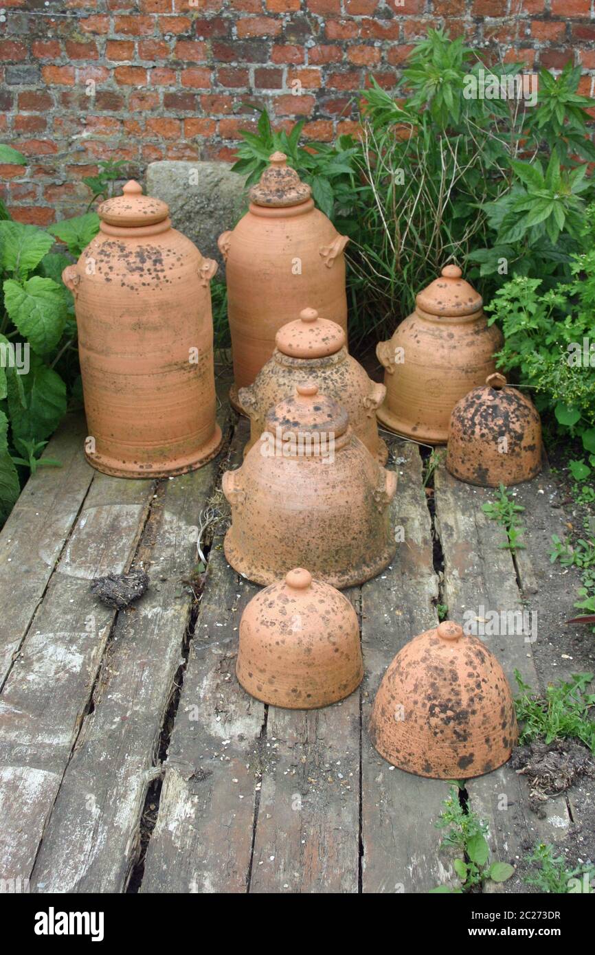 Terracotta rhubarb forcing jars with lids on old wooden decking with brick wall and plants as background. Stock Photo