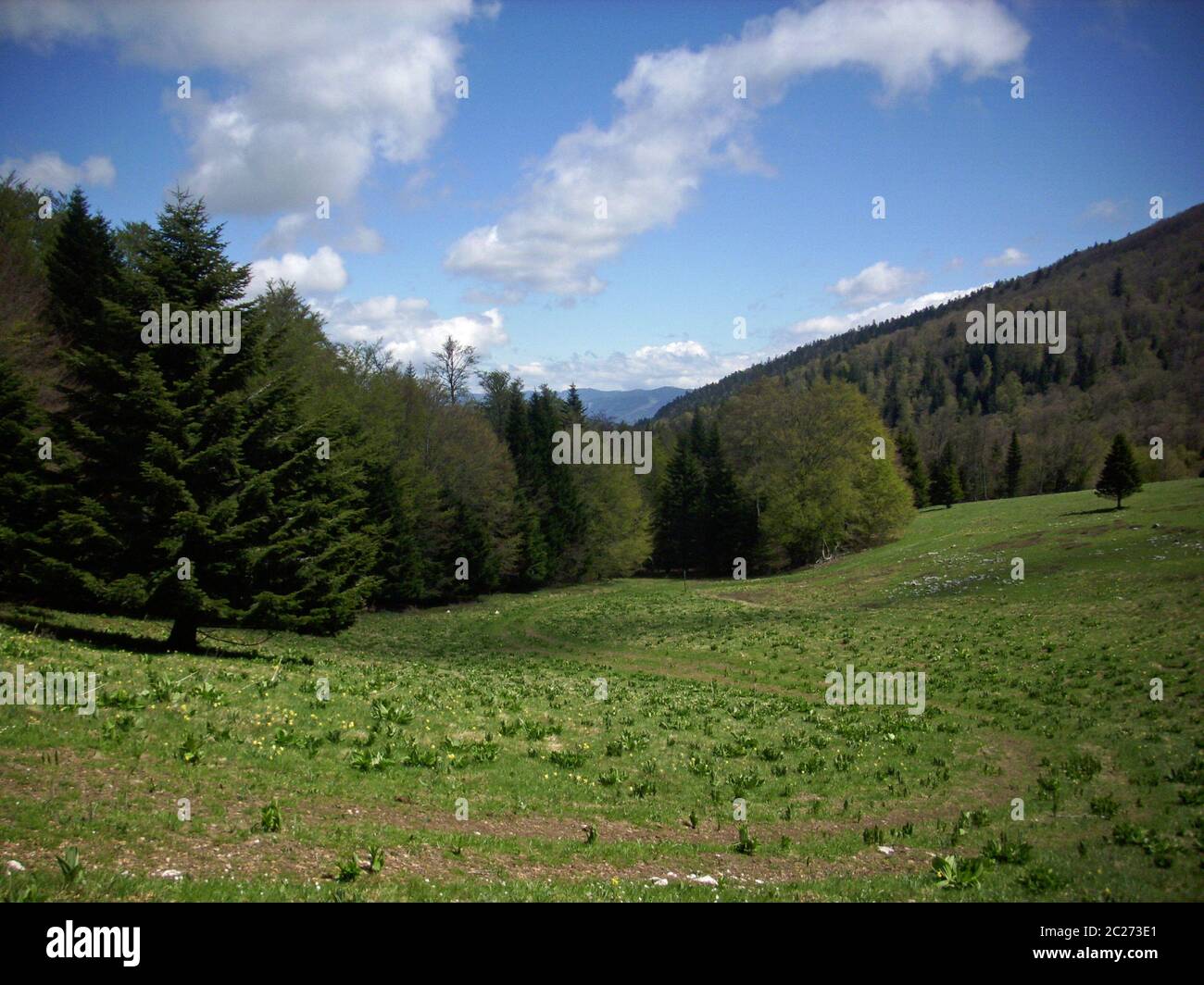 French lower alpine valley near the Col de Rousset, part of the Vercors Regional Natural Park in the Drome valley, France.  Background is blue sky wit Stock Photo