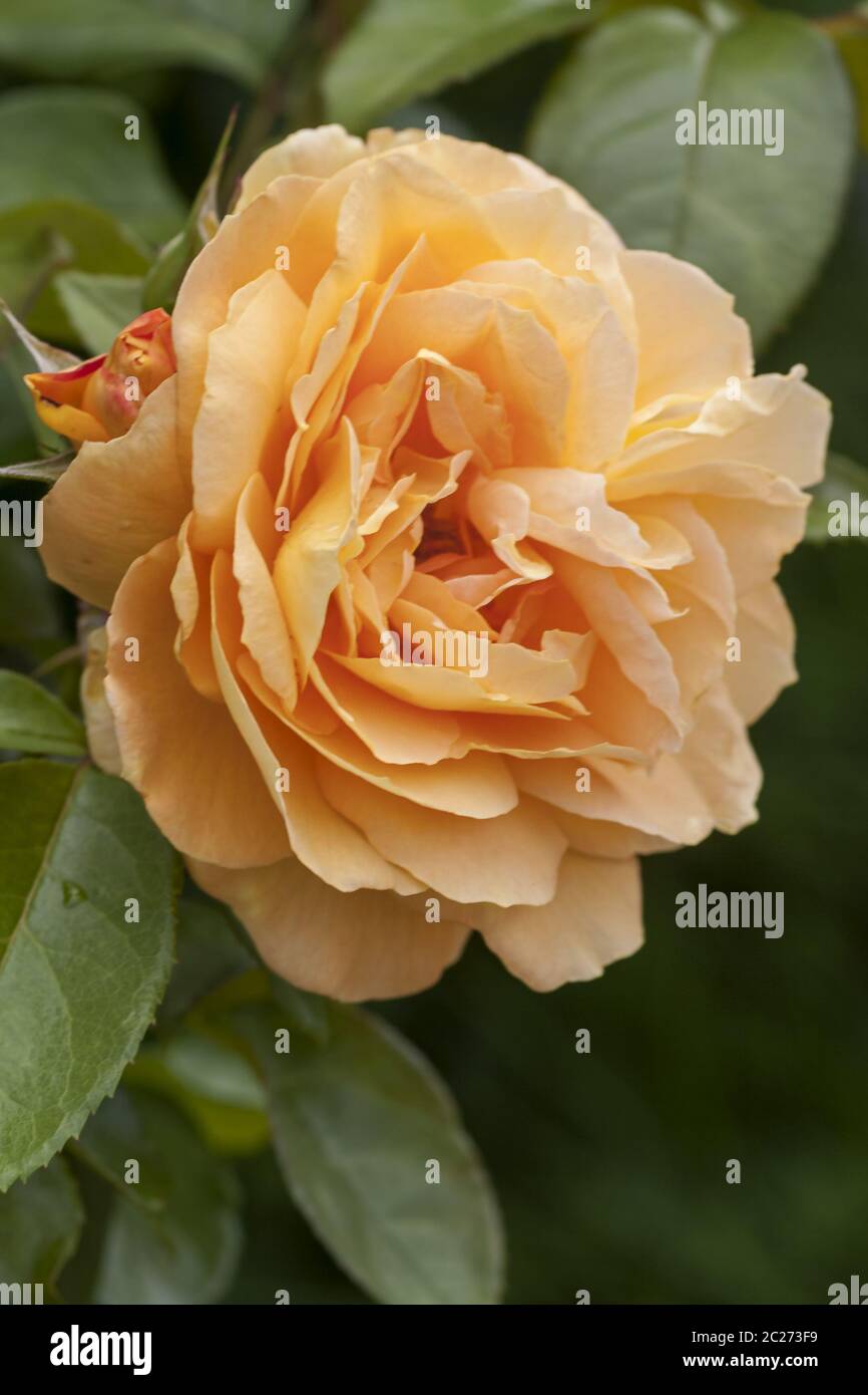 Yellow Rose (Rosa sp.) Stock Photo