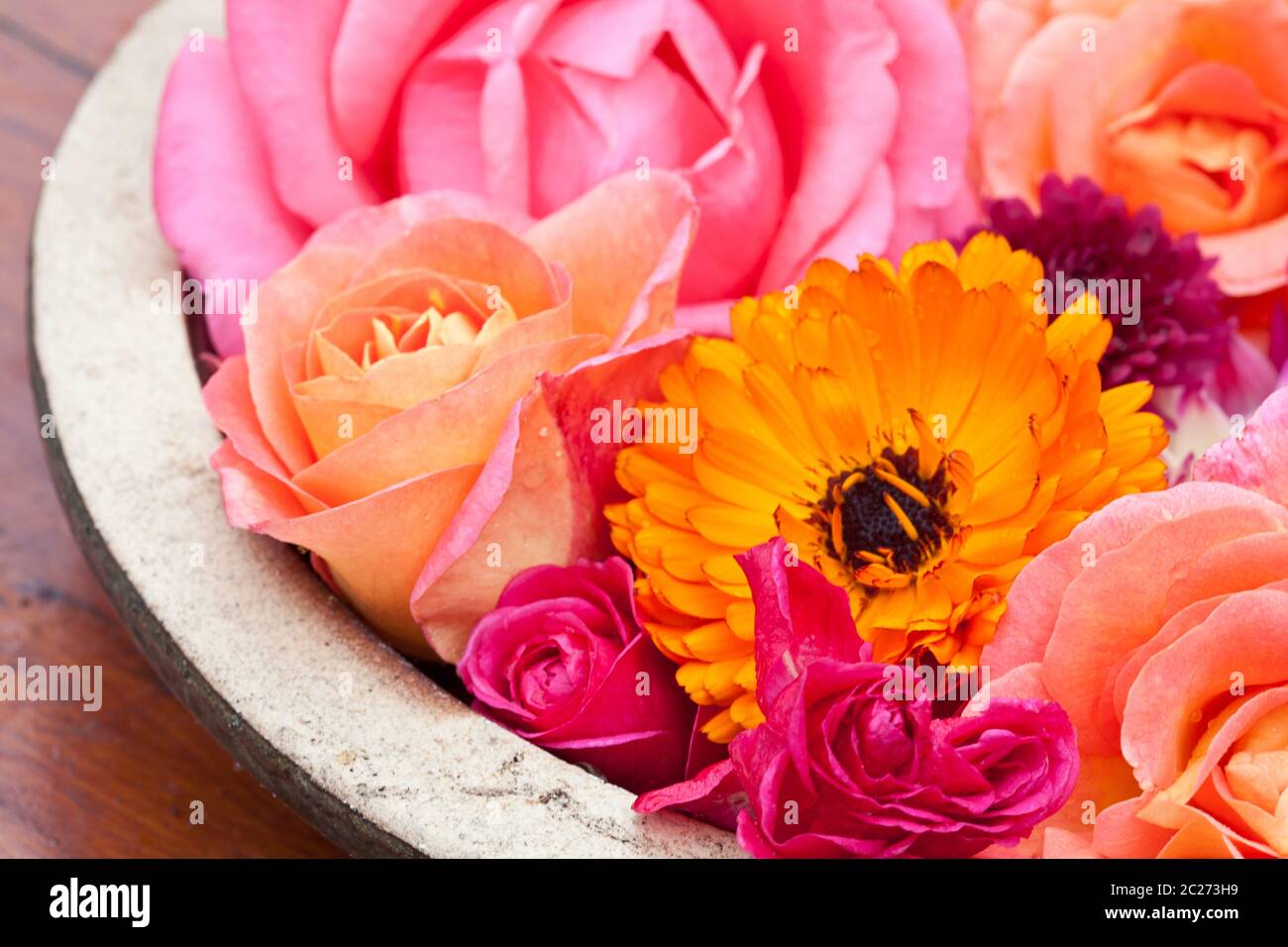 Late Roses Late roses hi-res stock photography and images - Alamy