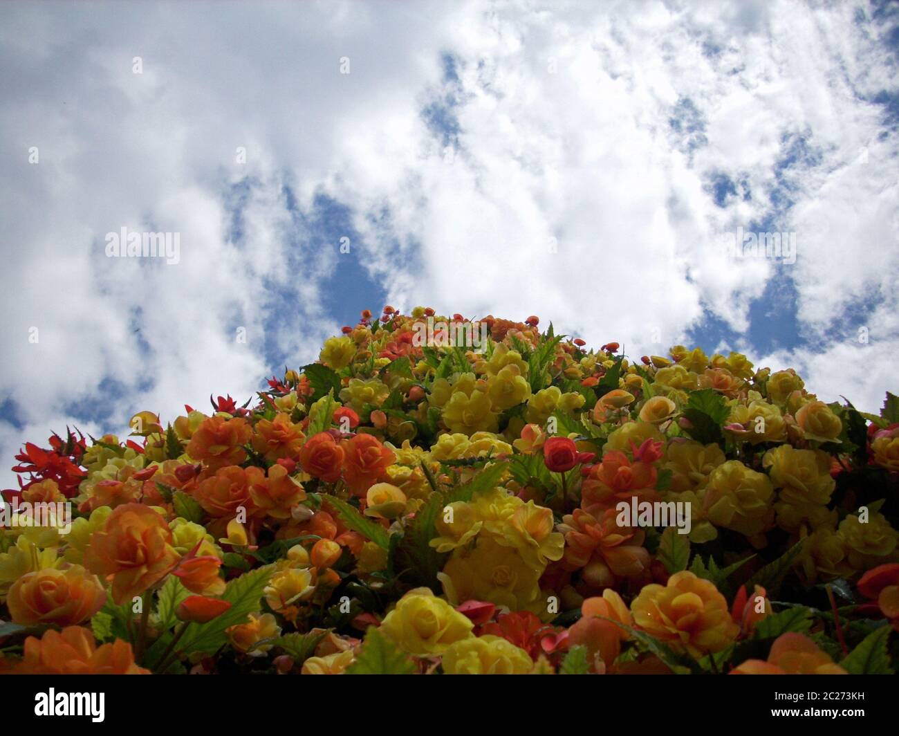 Looking up the face of a tower of mainly yellow and orange Begonia flowers with blue sky with white clouds as background. Stock Photo