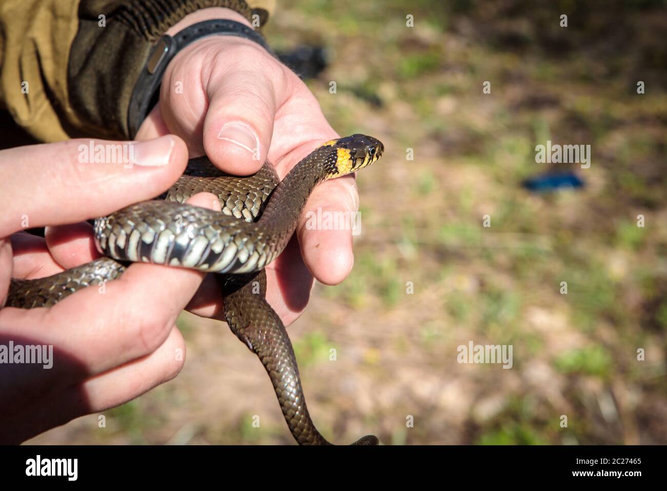 so ordinary in the hands Stock Photo