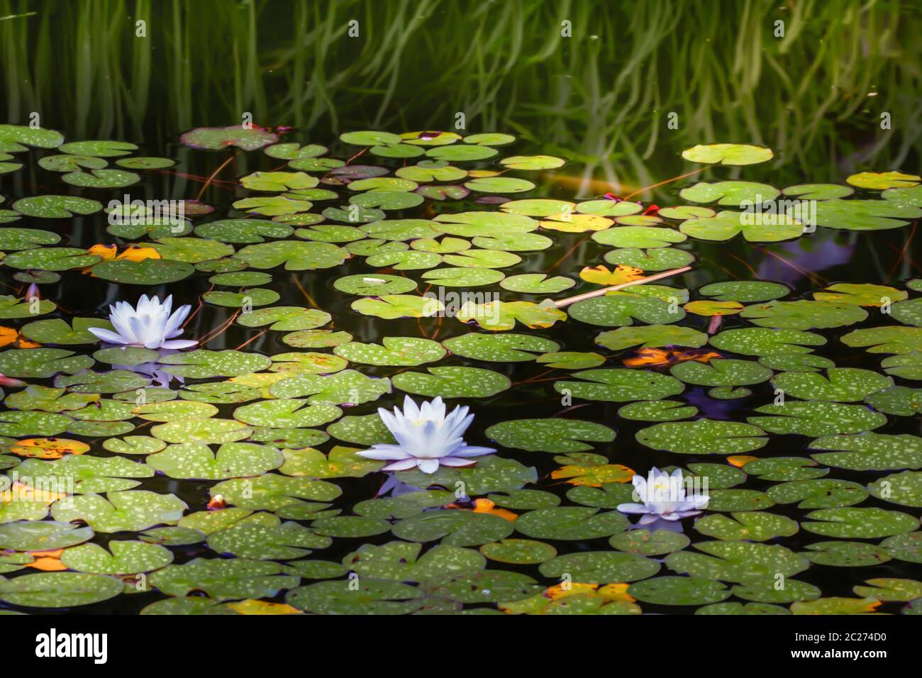 Water lily water lily hi-res stock photography and images - Alamy