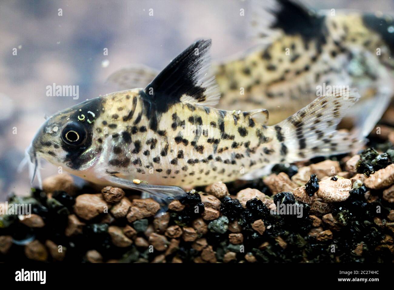 Armored catfish in the aquarium Stock Photo Alamy