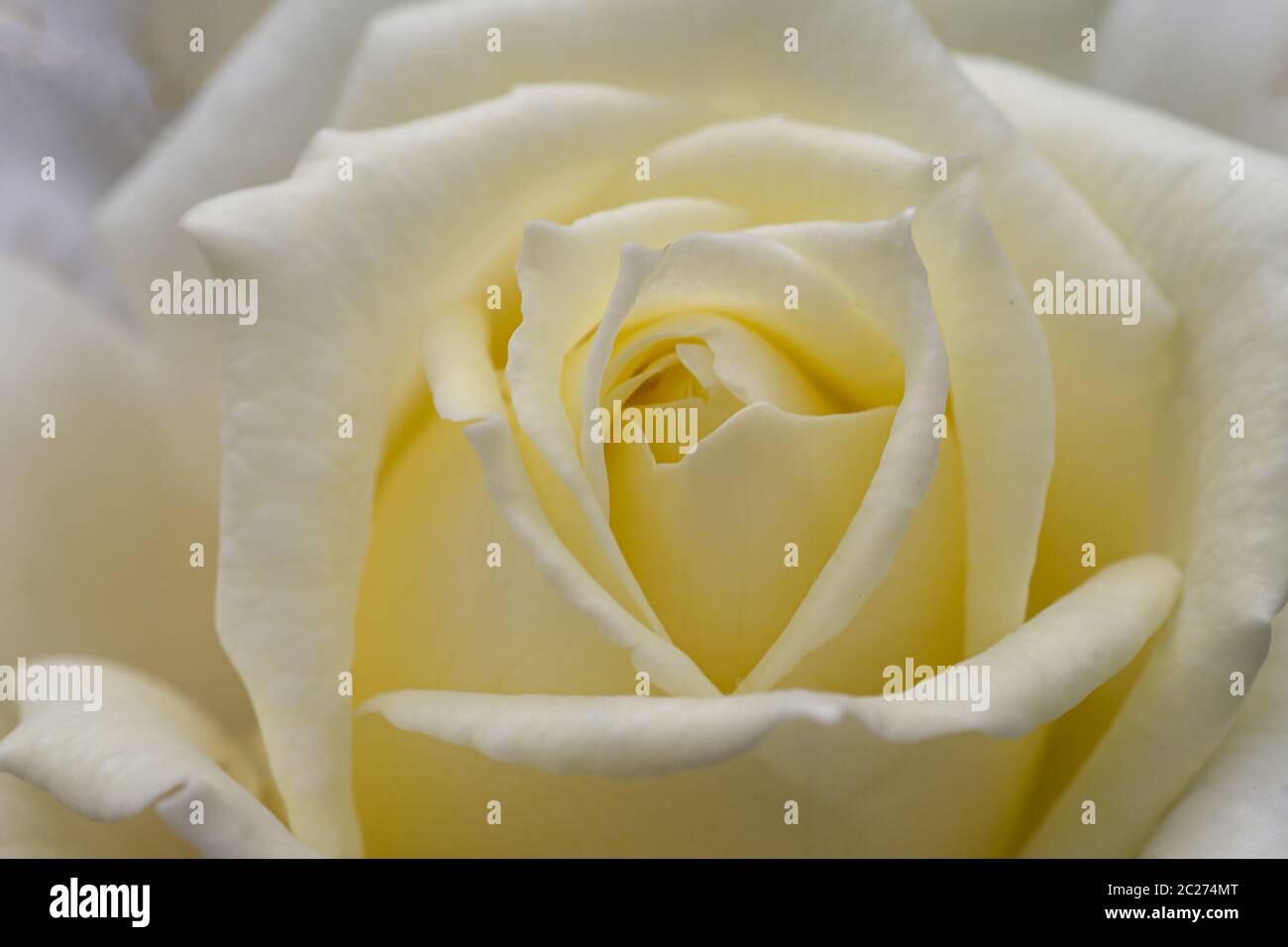 White Rose (Rosa sp.) Stock Photo