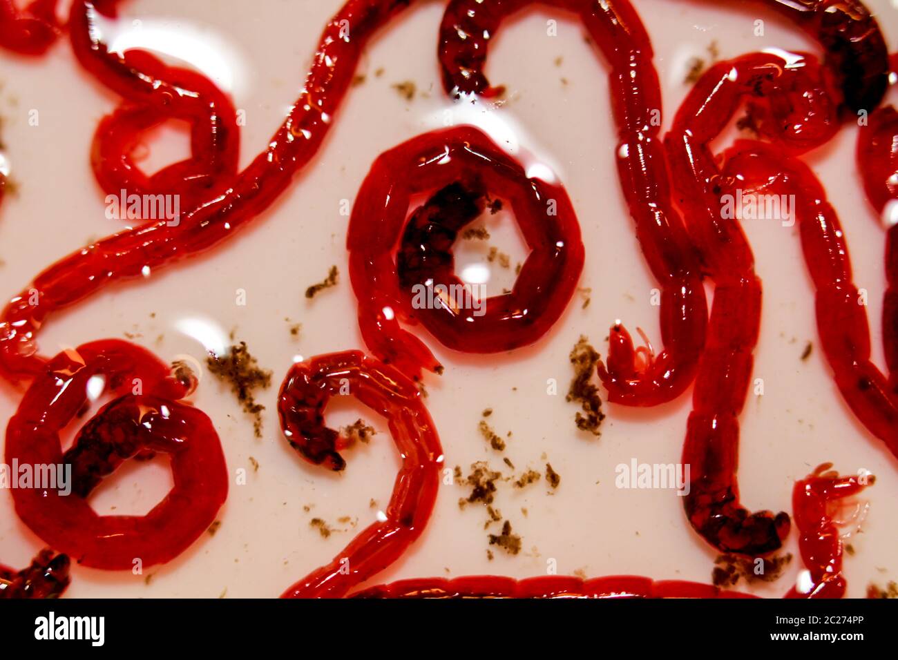 Close up very many small slippery red mosquito larvae moths on white  background. Perfect fishing bait Stock Photo - Alamy