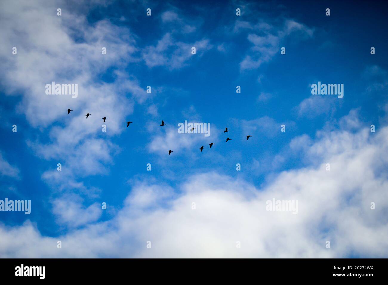 sky with birds Stock Photo