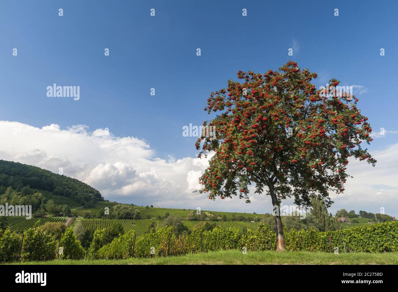 Rowanberry, rowan ash, rowanberry tree (Sorbus aucuparia) with red berries, Stock Photo