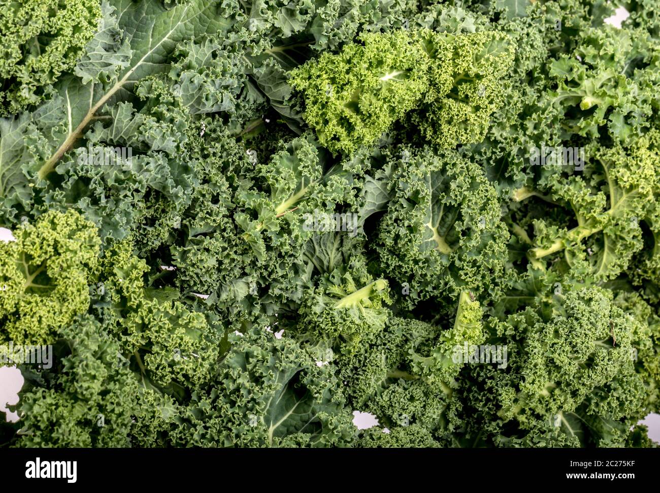 A healthy fresh curly kale Stock Photo Alamy
