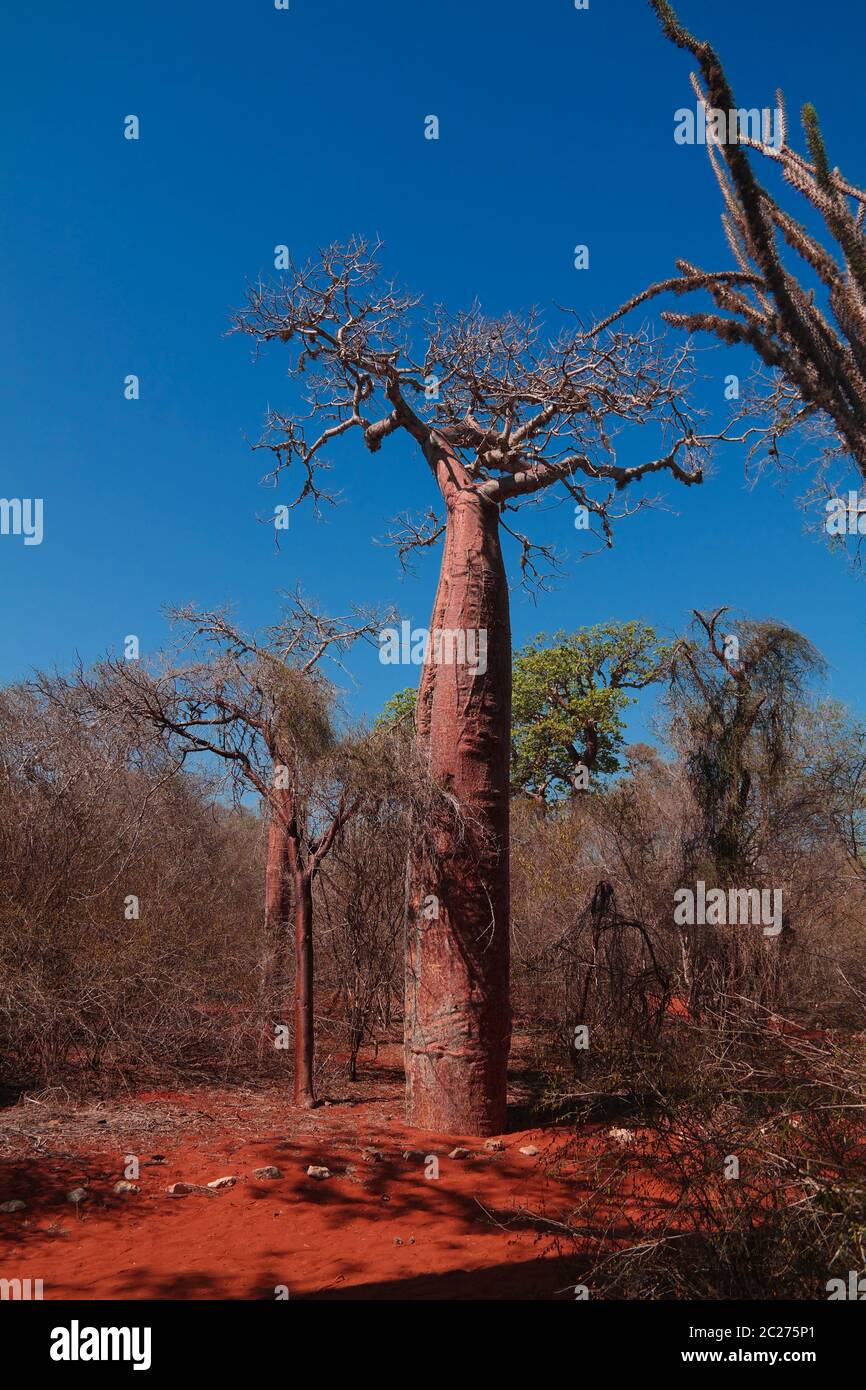 Landscape with Adansonia rubrostipa aka fony baobab tree in Reniala reserve , Toliara, Madagascar Stock Photo