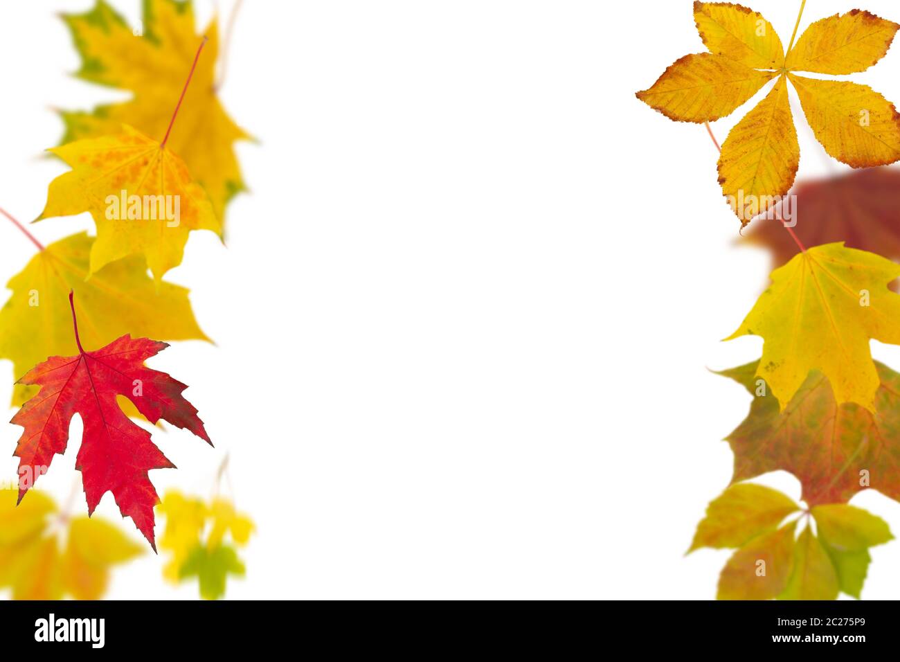 Natural autumn foliage isolated on white background. Seasonal decoration and design concept. Stock Photo
