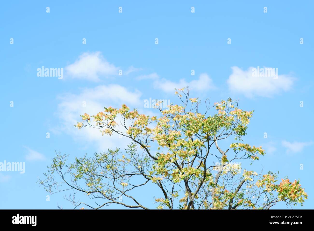 The crown and the treetop of a staghorn sumac tree in front of a blue sky. Stock Photo